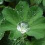 Alchemilla
