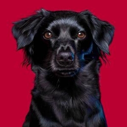 Best-Petssshop