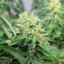 Marry Jane AG