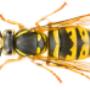 wespen entfernen