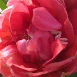 BlumenBaar