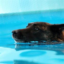 D-SIDE Hydro- und Bewegungstherapie für Hunde