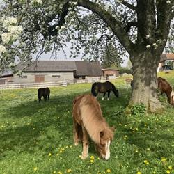 Nadine's Ponyhof