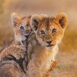 Kilimanjaro Tours