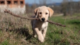 Hundespaziergänge und Hundecoaching in Bern