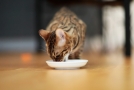 Futterberatung für Hunde und Katzen