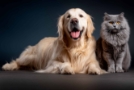 Katzensitting und Petsitting in Bern