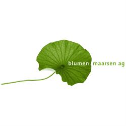 Blumen Marsen