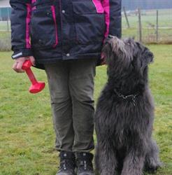 Hundesport Verein Wolfwil