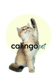 Calingo Insurance AG