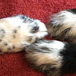 Hundezeit