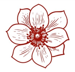 Marianne Stoldt's Anemone Floristik