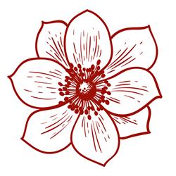 Marianne Stoldt's Anemone Floristik