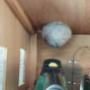 Hornissennest entfernen Kanton Luzern!