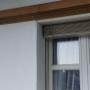 Hornissen Experten Kanton Bern
