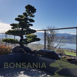 Bonsania GmbH - Gartenbau, Gartenpflege & Pflanzenverkauf