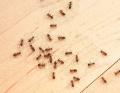 Lutte-contre-les-fourmis