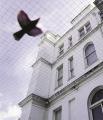 Lutte contre les pigeons