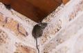 Lutte contre les souris