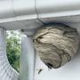 eliminer guepes Fribourg