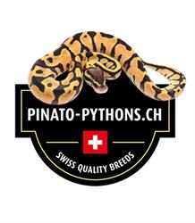 Pinato Pythons