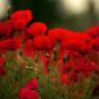 Blumen