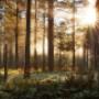 Wald