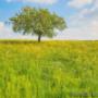 Of Tree And Grass