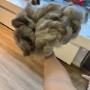 Hundesalon Kloten Wolle