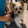 Hundesalon Kloten Yoshi