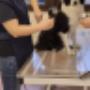 Hundesalon Kloten bei der Arbeit