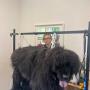 Hundesalon Kloten beim Arbeiten
