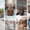 AI-Dating-Pictures