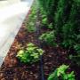 Hecke tropfbewässerung