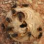 Asiatische Hornisse