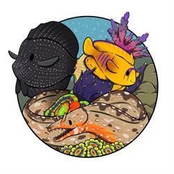 Crazy-Corals.ch