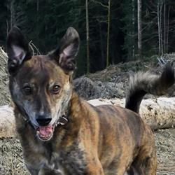 Bioresonanz, Tierisch stark therapiert
