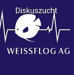 Diskuszucht Weissflog