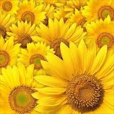 Boutique Tournesol