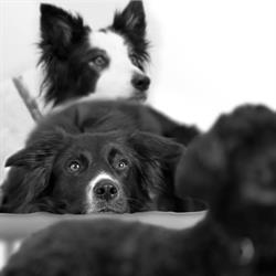 Dog Feelgood
