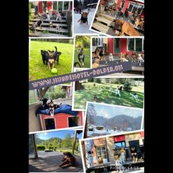 ROKA Hundehotel-Dolder