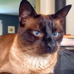 Canicat