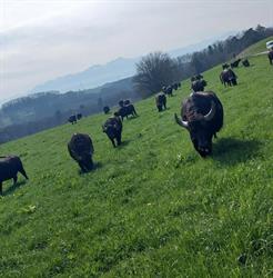 La ferme du moulin d’amour