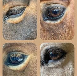 Atelier Cheval - association Pirouette