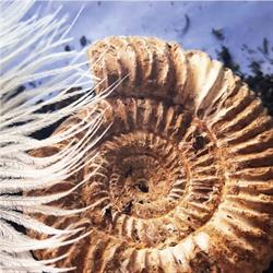 OFIA - Ganzheitliche Bestatterin