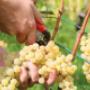 Wimmet im Herbst