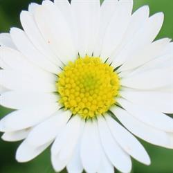 Blumen Dorf- Kern