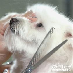 Hundefriseur sauber! für alle Felle