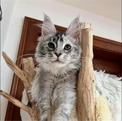 Maine Coon du Flonzaley