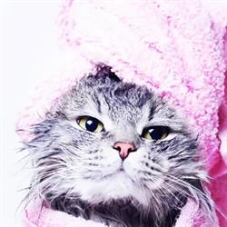 katzencoiffeur.ch